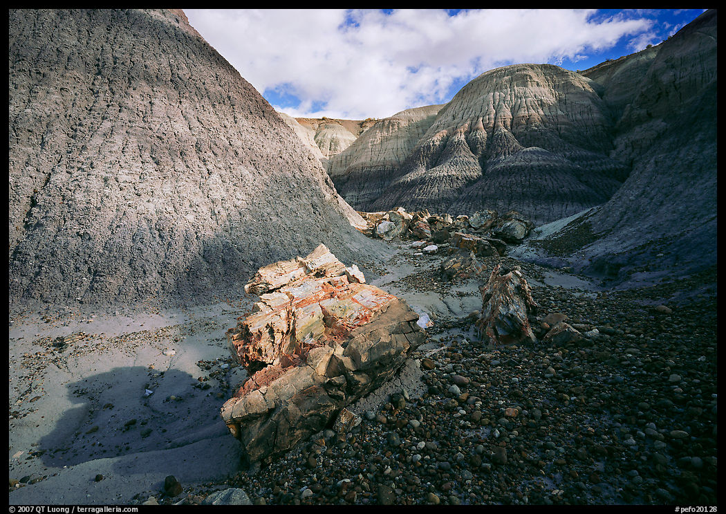 Fossilized log in Blue Mesa. Petrified Forest National Park, Arizona, USA.