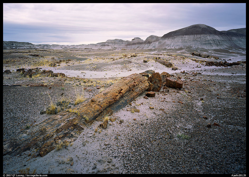 Long petrified log, and Chinle Formation rocks, Long Logs area. Petrified Forest National Park, Arizona, USA.