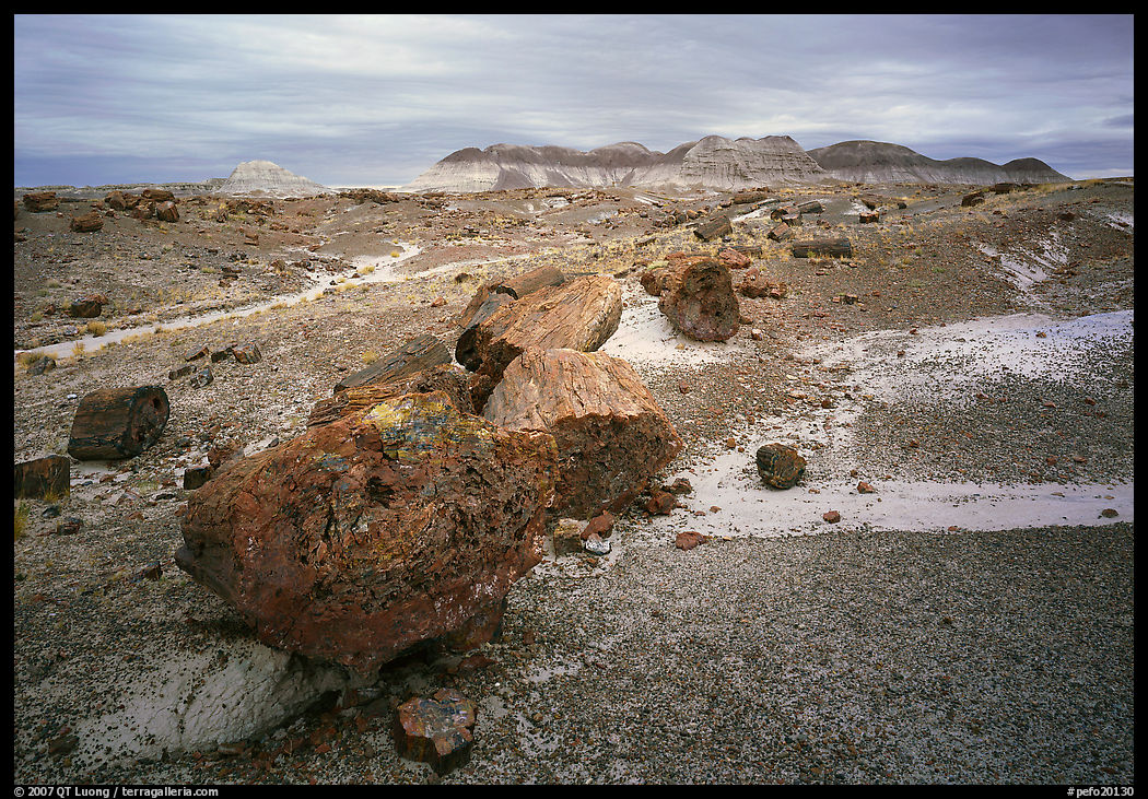 Colorful fossilized wood section from Triassic Era and badlands. Petrified Forest National Park, Arizona, USA.