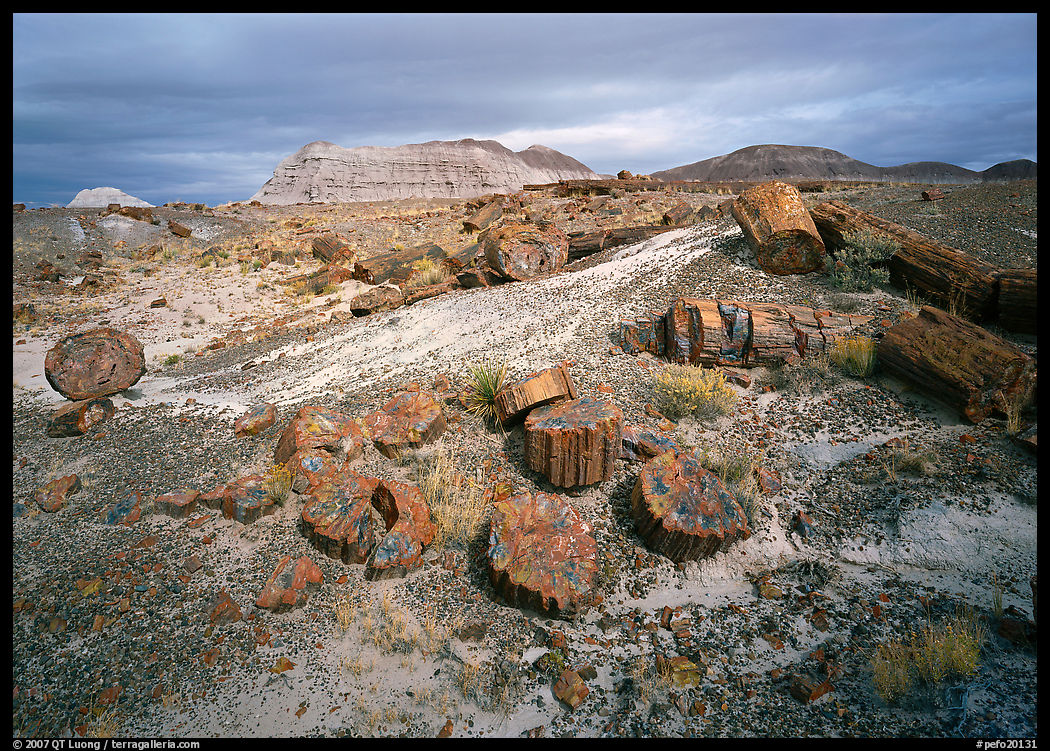Petrified log and prehistoric-looking badlands. Petrified Forest National Park, Arizona, USA.