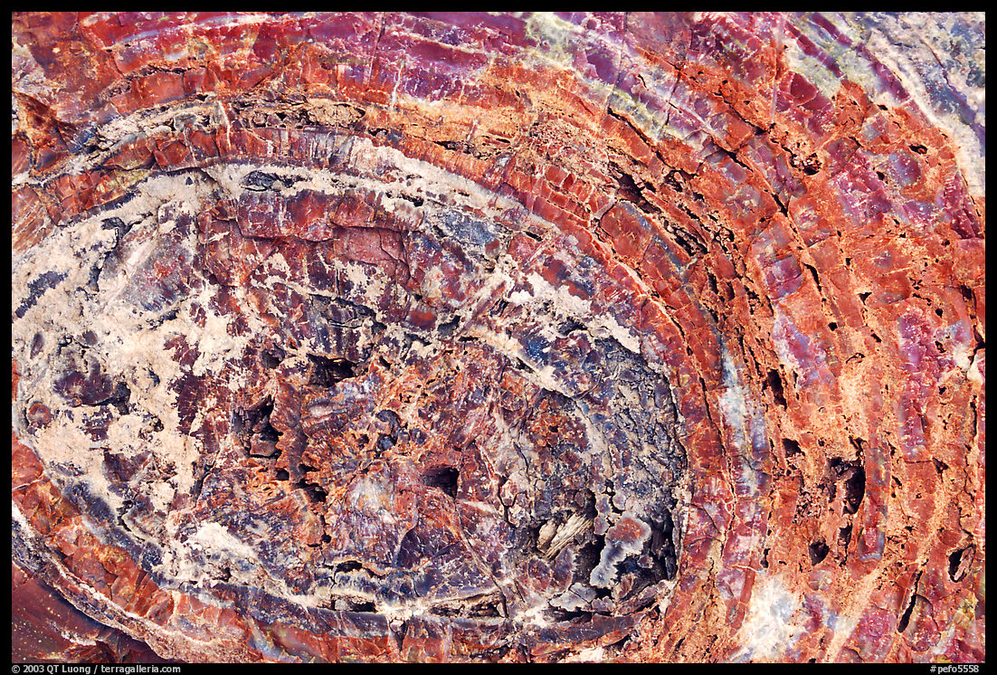 Petrified wood section. Petrified Forest National Park, Arizona, USA.