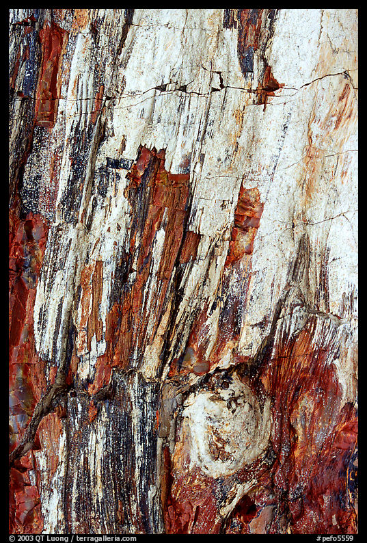 Detail of Triassic Era fossilized wood. Petrified Forest National Park, Arizona, USA.