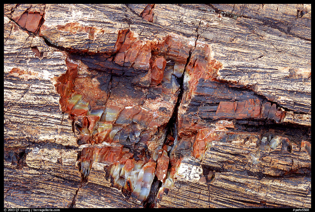 Petrified log detail with bark. Petrified Forest National Park, Arizona, USA.