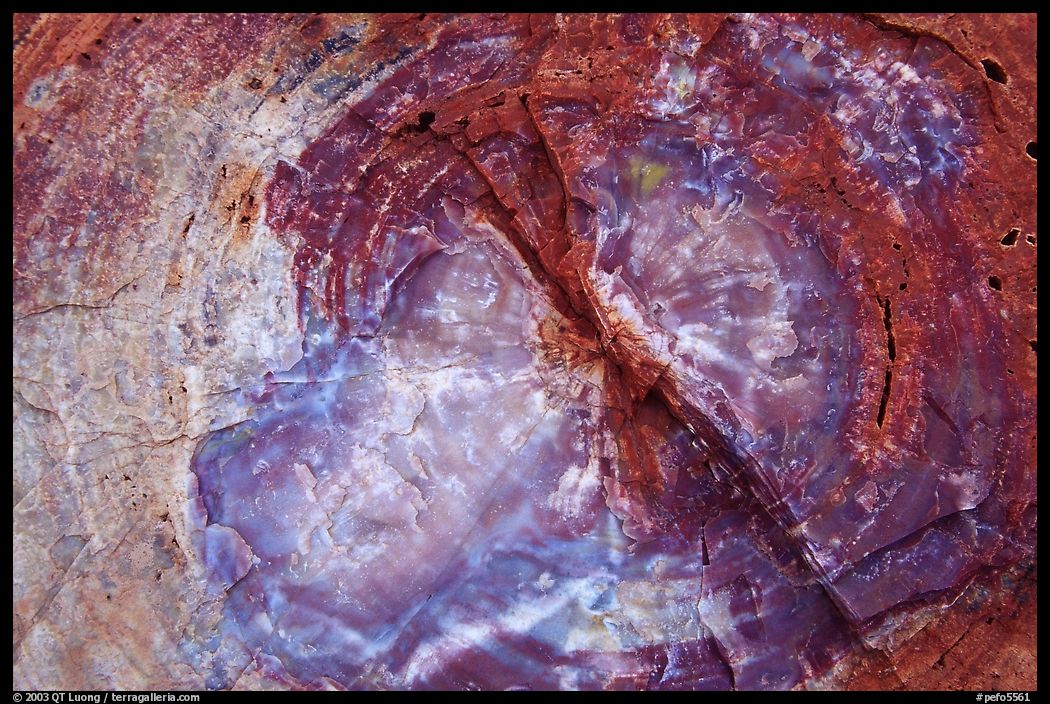 Petrified wood close-up. Petrified Forest National Park, Arizona, USA.