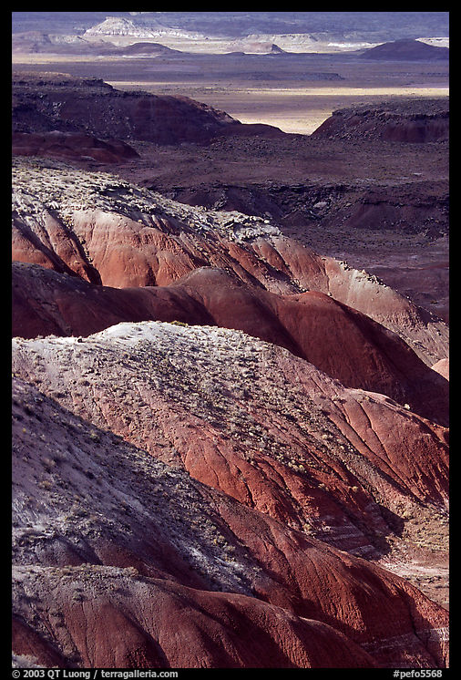 Painted desert seen from Lacey Point, morning. Petrified Forest National Park