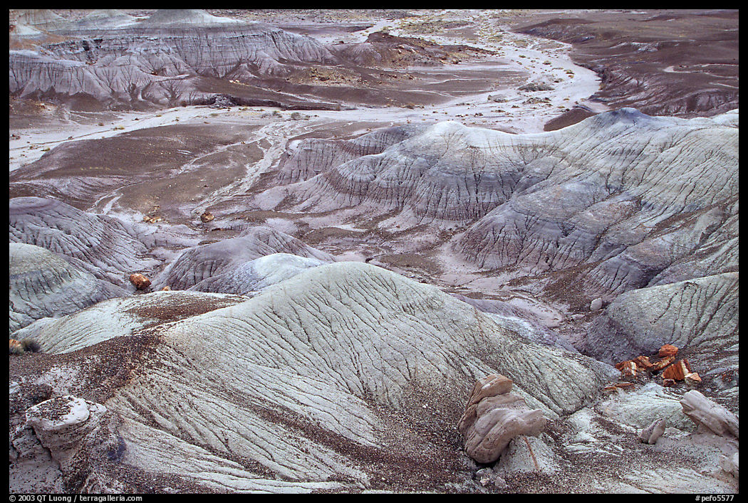 Fossilized logs and Blue Mesa, mid-day. Petrified Forest National Park