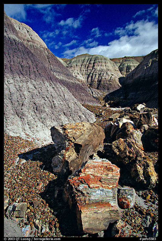Colorful fossilized logs in Blue Mesa, afternoon. Petrified Forest National Park, Arizona, USA.