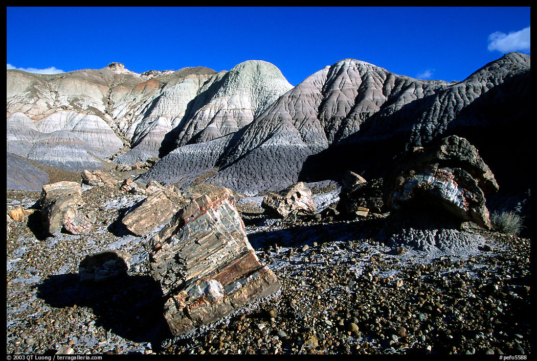 Colorful petrifieds logs in Blue Mesa, afternoon. Petrified Forest National Park, Arizona, USA.
