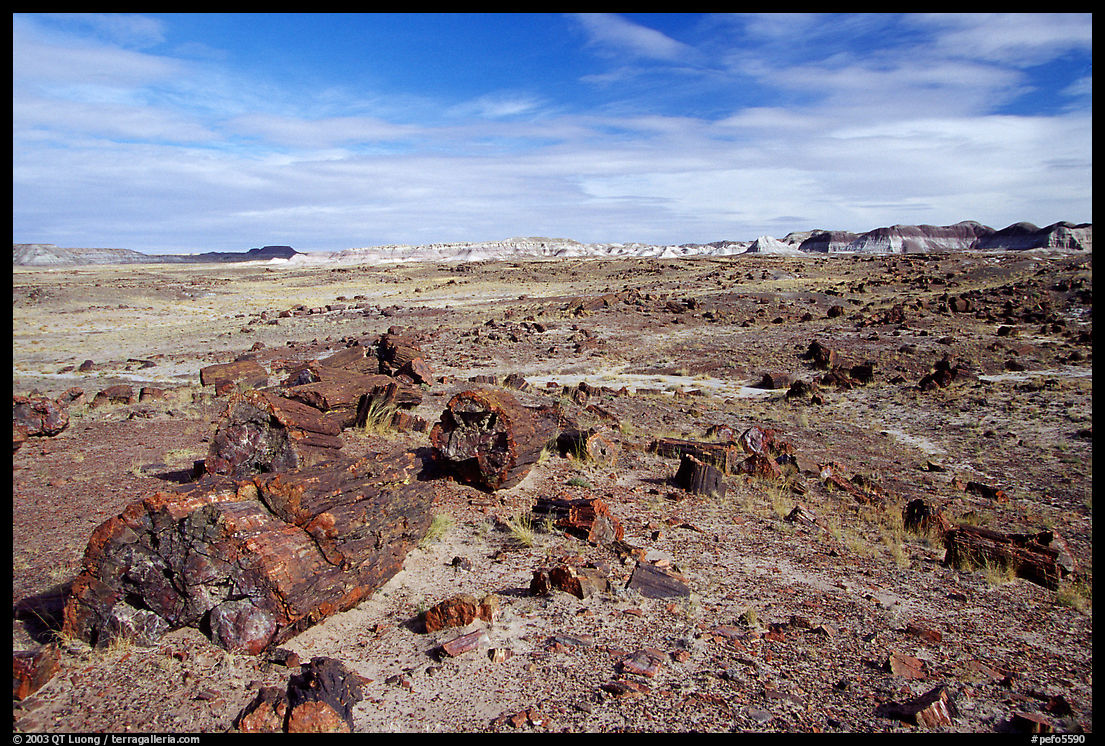 Long Logs area, with highest concentration of petrified wood in  Park, morning. Petrified Forest National Park, Arizona, USA.