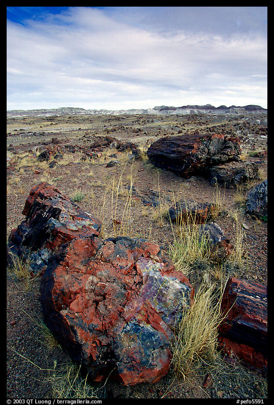 Multi-hued large petrified logs and badlands in Long Logs area. Petrified Forest National Park, Arizona, USA.