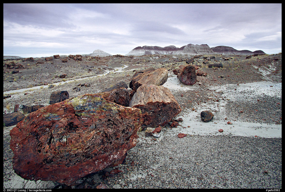 Colorful large fossilized logs and badlands of Chinle Formation, Long Logs area. Petrified Forest National Park, Arizona, USA.