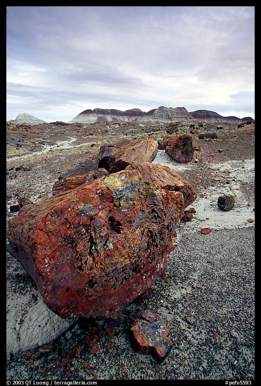 Triassic Era large petrified logs and badlands, Long Logs area. Petrified Forest National Park, Arizona, USA.