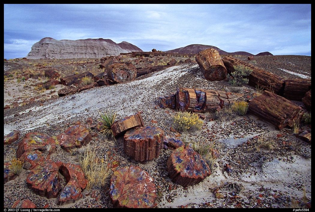 Colorful slices of petrified wood and badlands in Long Logs area. Petrified Forest National Park, Arizona, USA.