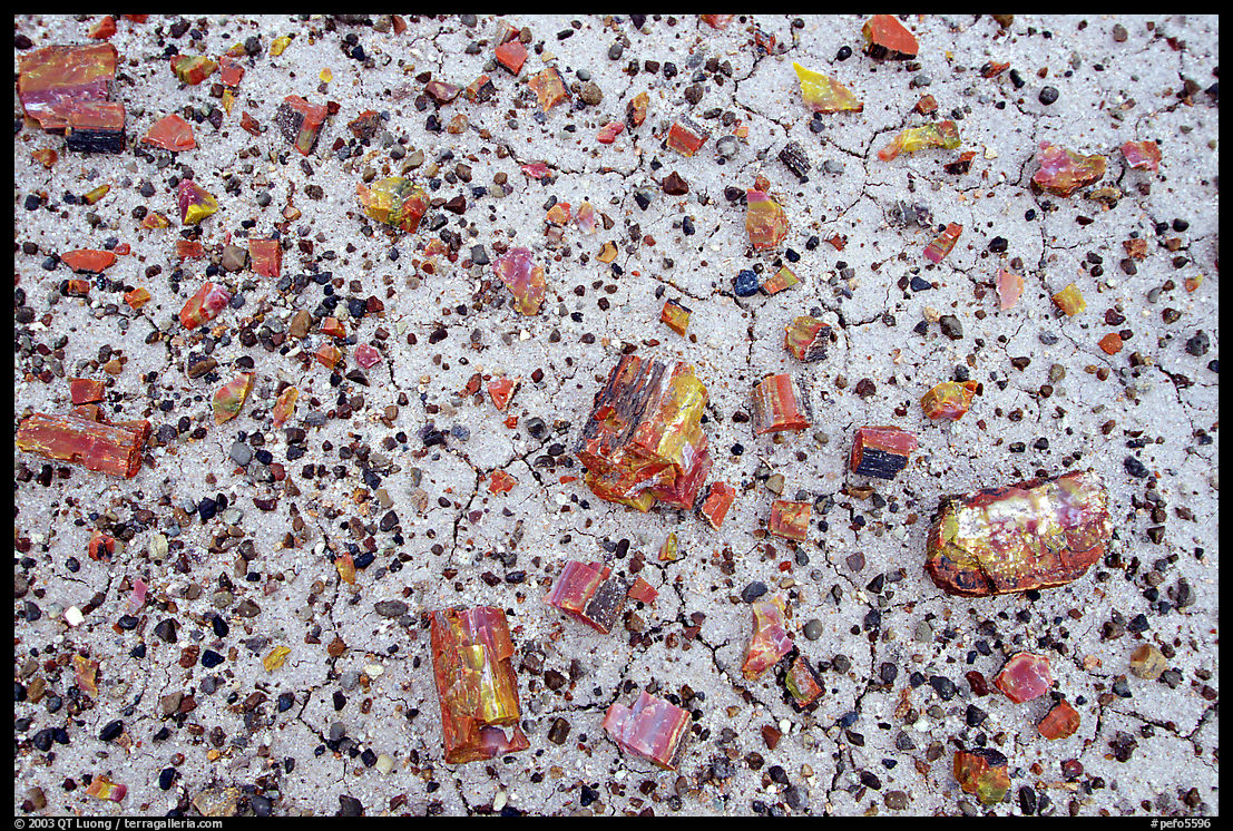 Close up of small pieces of petrified wood. Petrified Forest National Park, Arizona, USA.