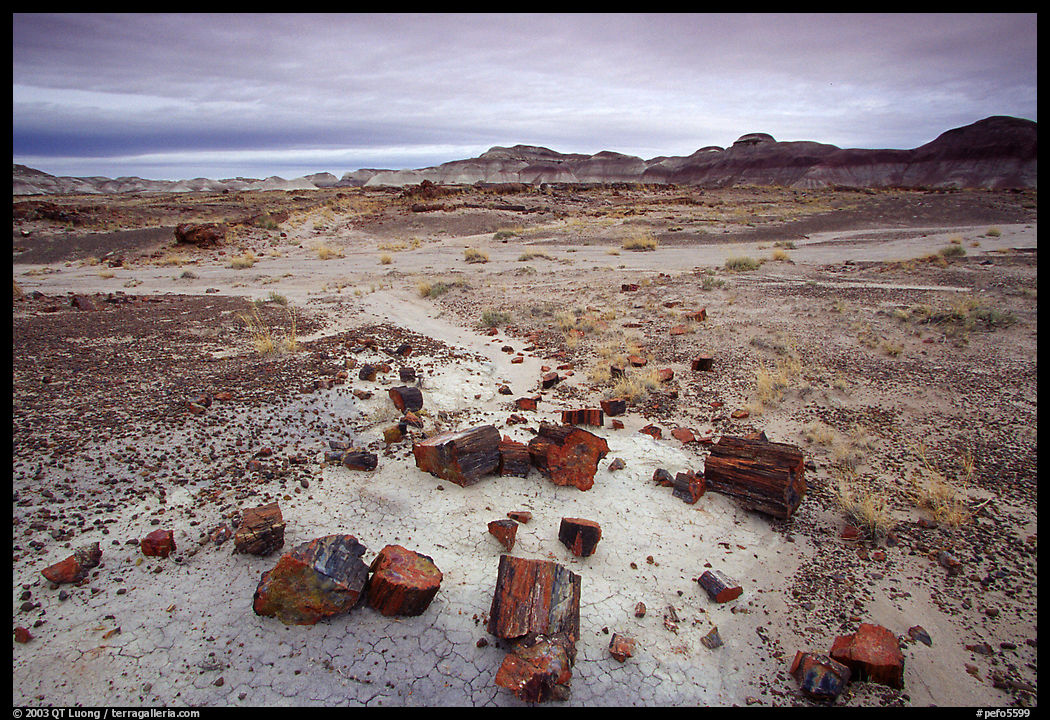 Multi-hued slices of petrified wood and mudstone hills, Long Logs area. Petrified Forest National Park, Arizona, USA.