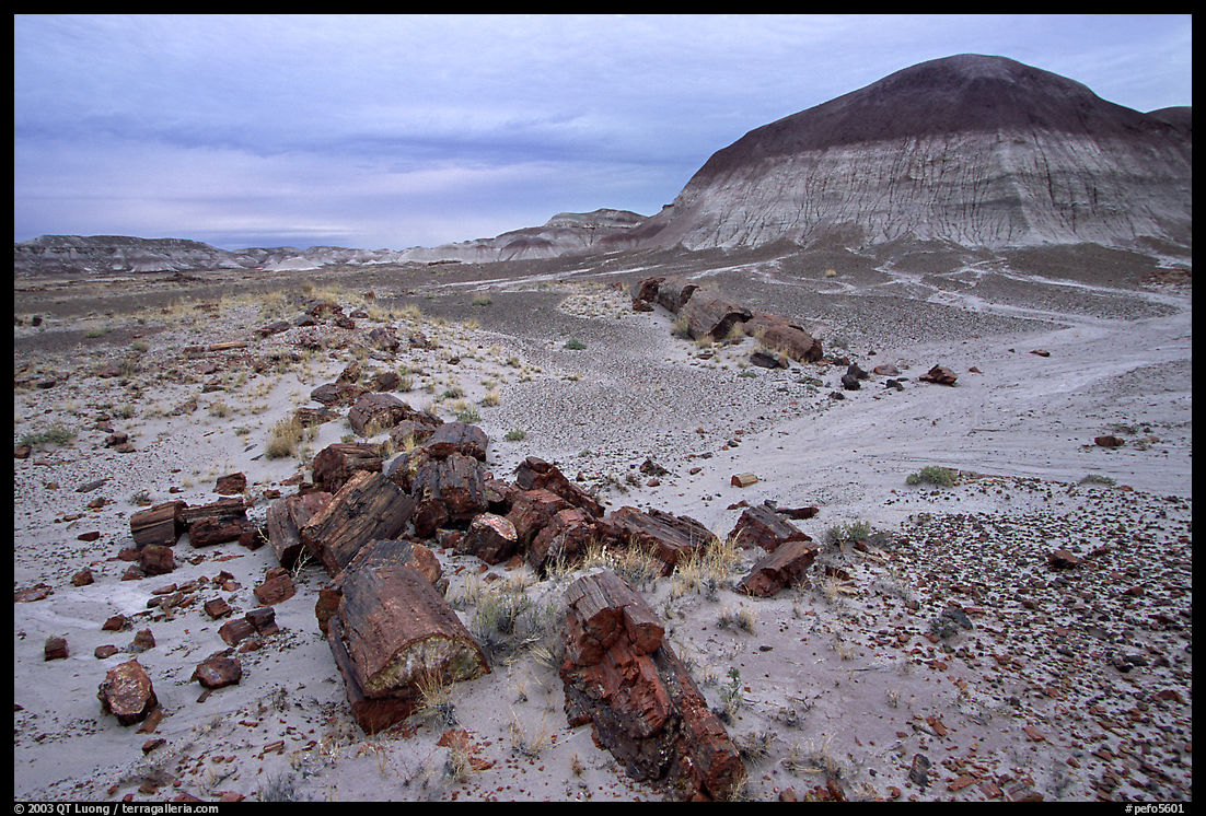 Fossilized wood on soft layer of earth made of mud, sand, and ash. Petrified Forest National Park, Arizona, USA.