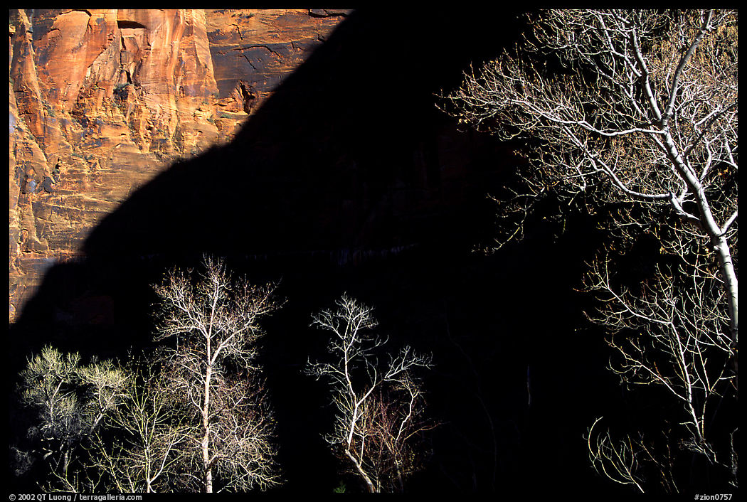 Bare cottonwoods and shadows in Zion Canyon. Zion National Park, Utah, USA.