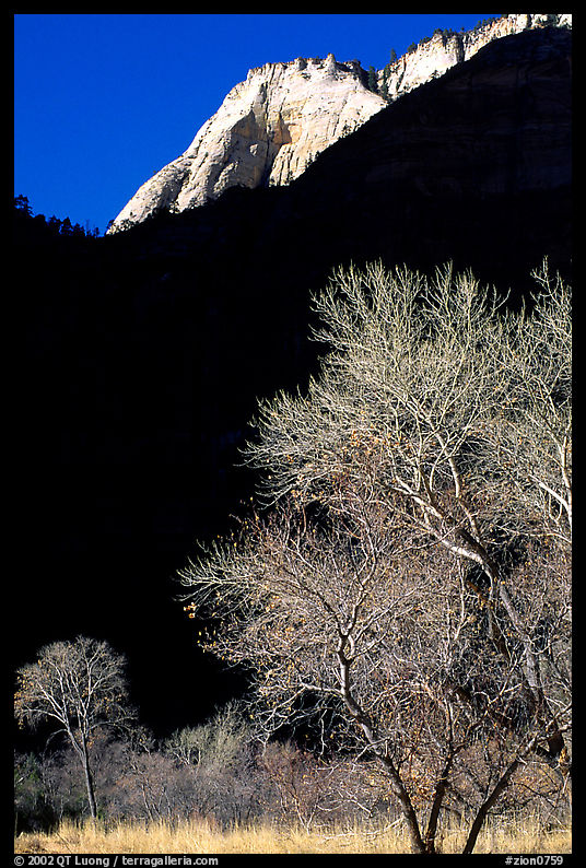 Bare cottonwoods and shadows near Zion Lodge. Zion National Park, Utah, USA.