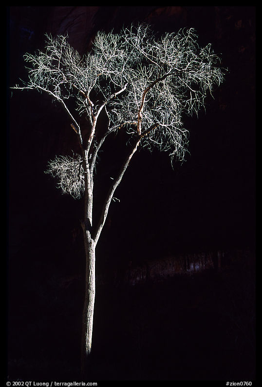 Spotlighted bare cottonwood, Zion Canyon. Zion National Park
