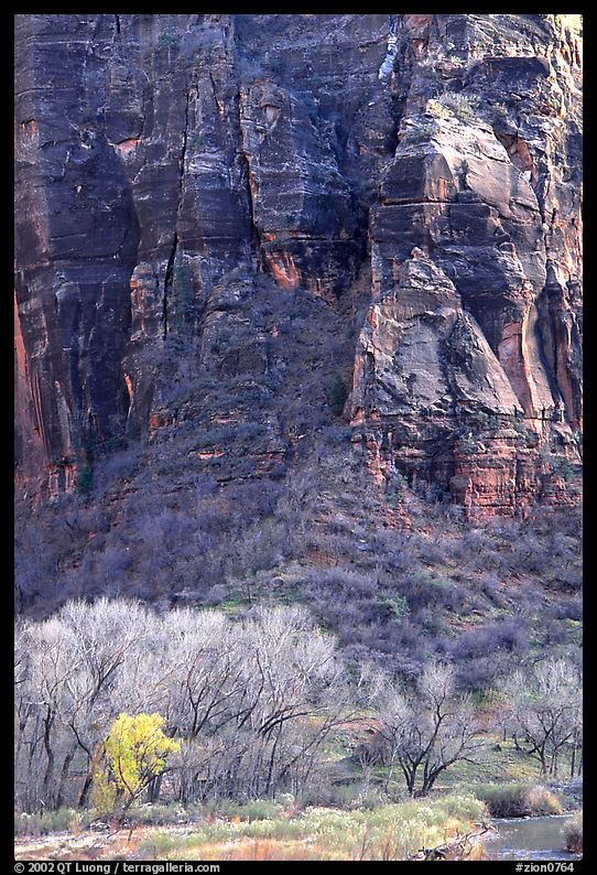 Trees Canyon walls near Angel's landing. Zion National Park, Utah, USA.