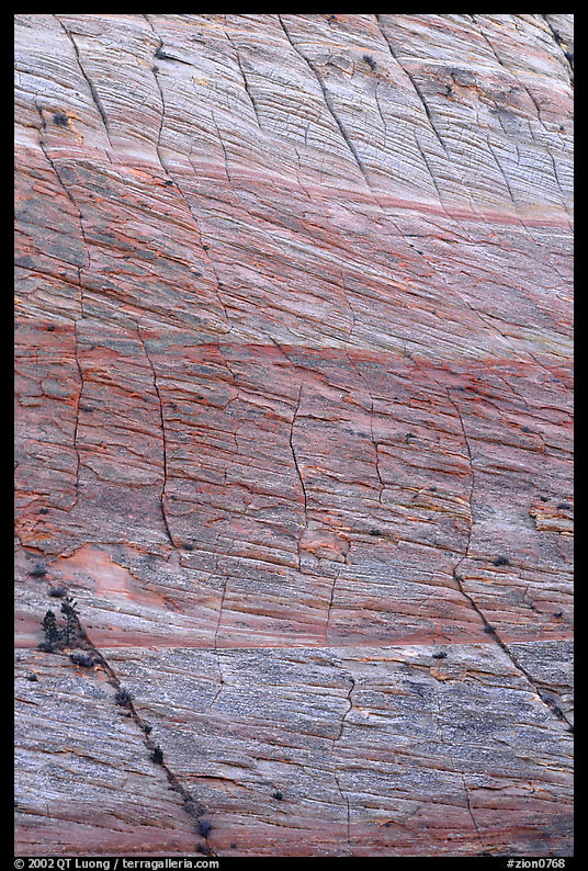 Rock wall with checkboard patterns, Zion Plateau. Zion National Park, Utah, USA.