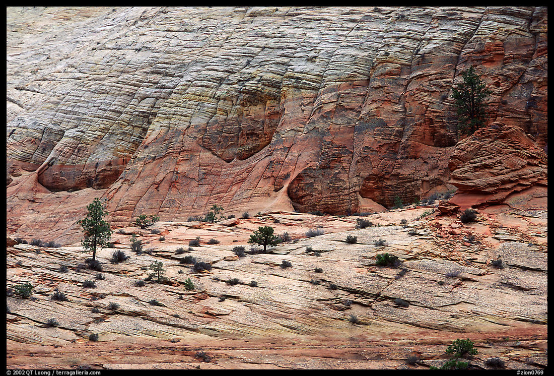 Sandstone checkboard patterns, Zion Plateau. Zion National Park
