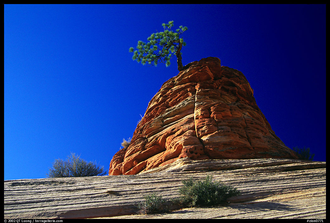 Lone pine on sandstone swirl, Mesa area. Zion National Park, Utah, USA.