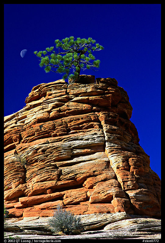 Lone pine on sandstone swirl, Zion Plateau. Zion National Park, Utah, USA.