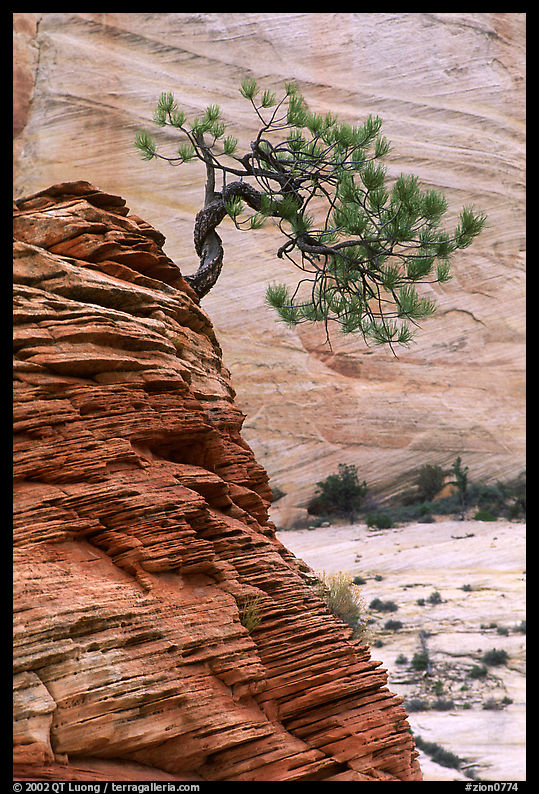 Lone pine on sandstone swirl and rock wall, Zion Plateau. Zion National Park, Utah, USA.