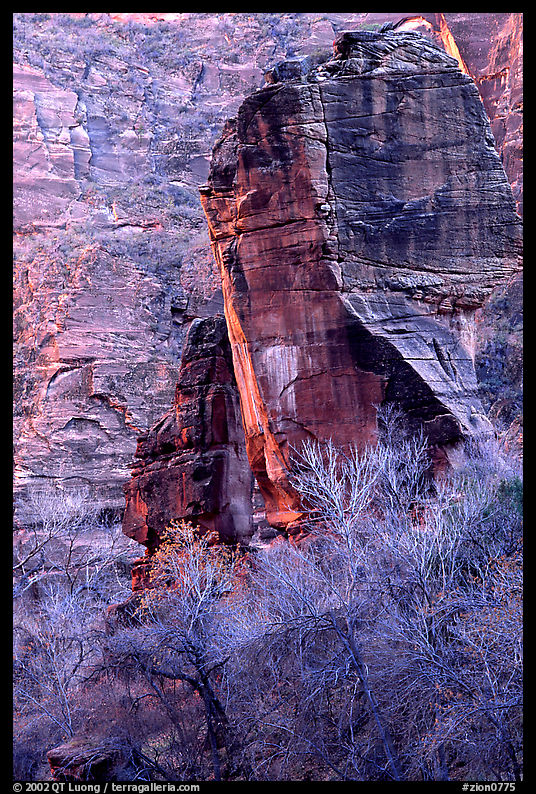The Pulpit and bare trees, Zion Canyon. Zion National Park, Utah, USA.