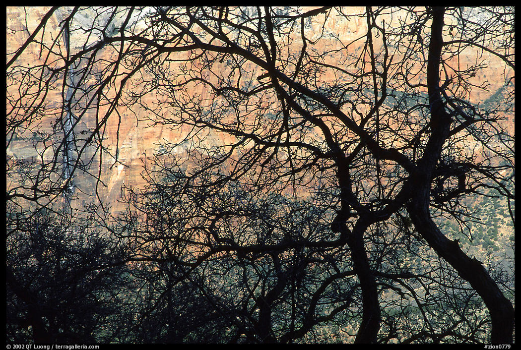 Canyon walls seen through bare trees, Zion Canyon. Zion National Park