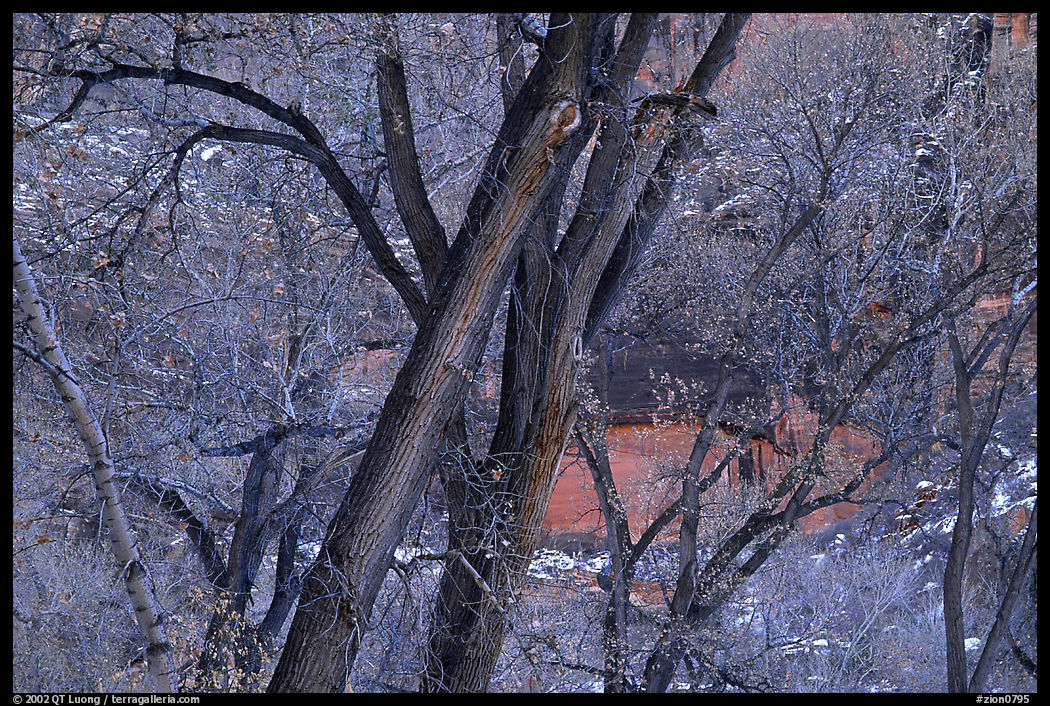 Cottonwood trees in winter, Zion Canyon. Zion National Park, Utah, USA.