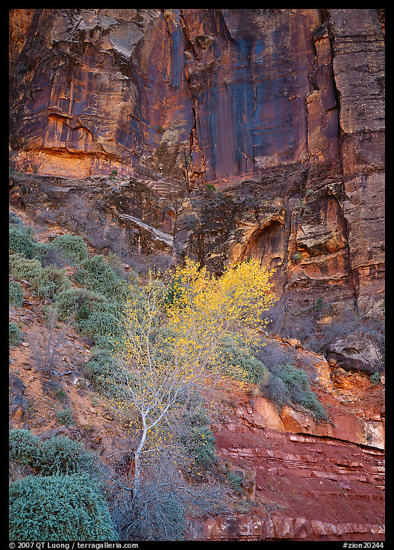 Yellow bright tree and red cliffs. Zion National Park