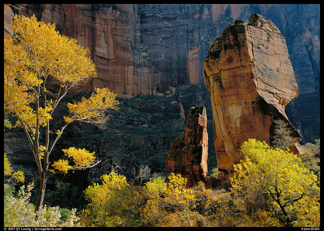 Tree in autumn foliage and the Pulpit, temple of Sinawava. Zion National Park, Utah, USA.