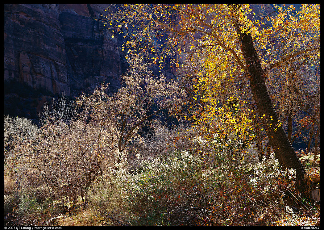 Backlit trees and shrubs in autumn. Zion National Park