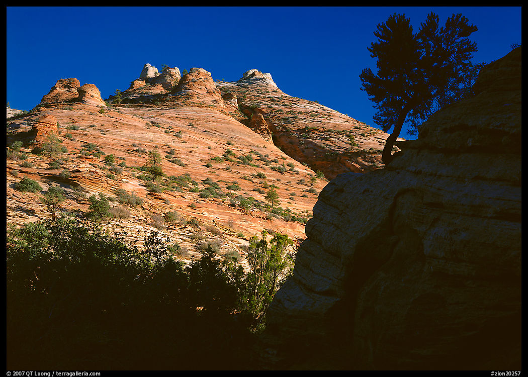 Pine and hoodoos near Canyon View, early morning. Zion National Park, Utah, USA.