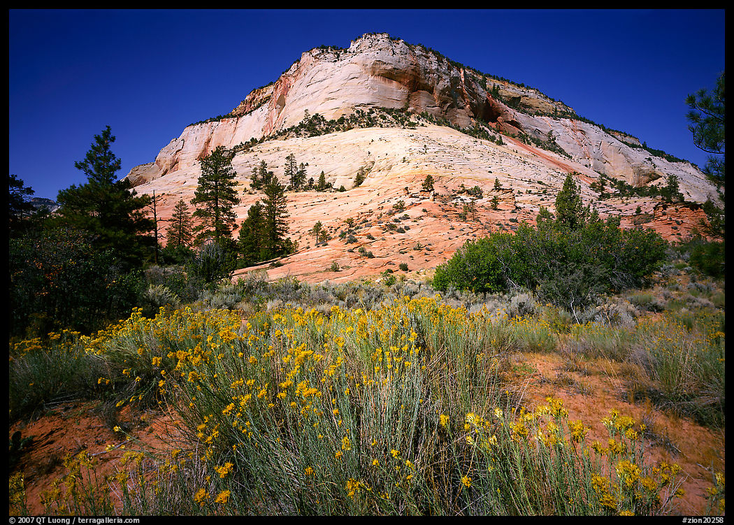 Sage flowers and colorful sandstone formations. Zion National Park, Utah, USA.