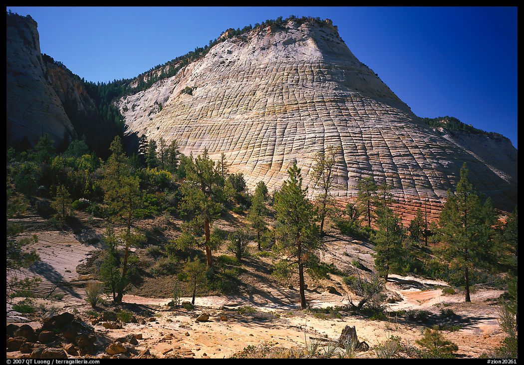 Pine trees and Checkerboard Mesa, morning. Zion National Park, Utah, USA.
