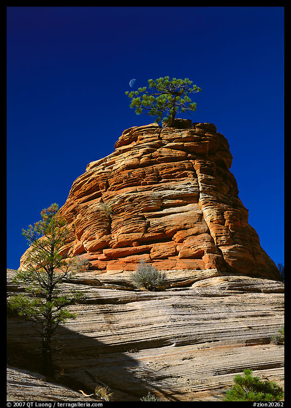 Moon and pine on red sandstone, Zion Plateau. Zion National Park, Utah, USA.