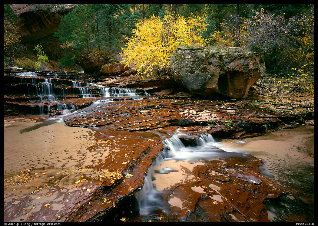 Terraced cascades and tree in fall foliage, Left Fork of the North Creek. Zion National Park, Utah, USA.