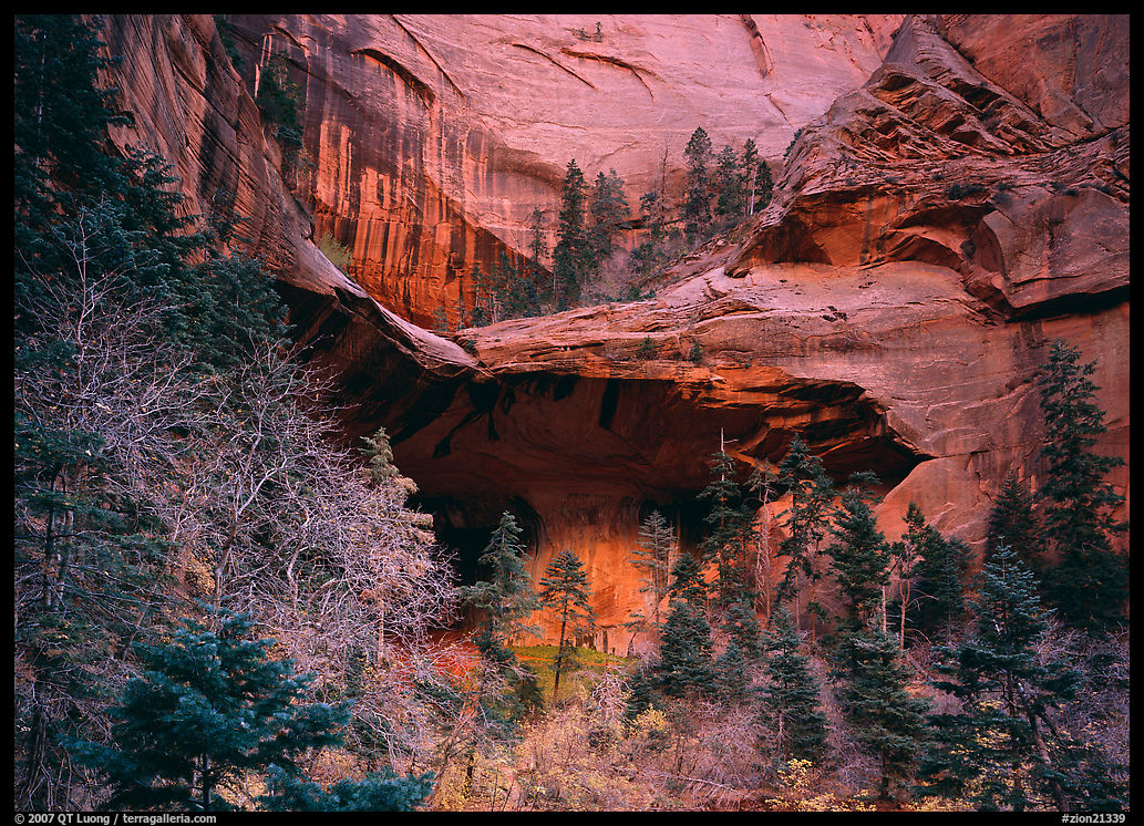 Double Arch Alcove, Middle Fork of Taylor Creek. Zion National Park, Utah, USA.