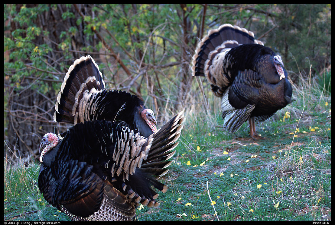 Wild Turkeys. Zion National Park, Utah, USA.