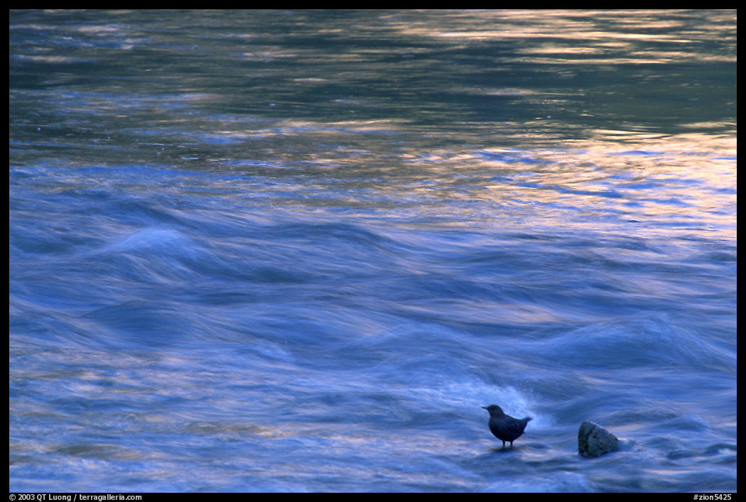 Bird, water flowing, reflections from cliffs. Zion National Park, Utah, USA.