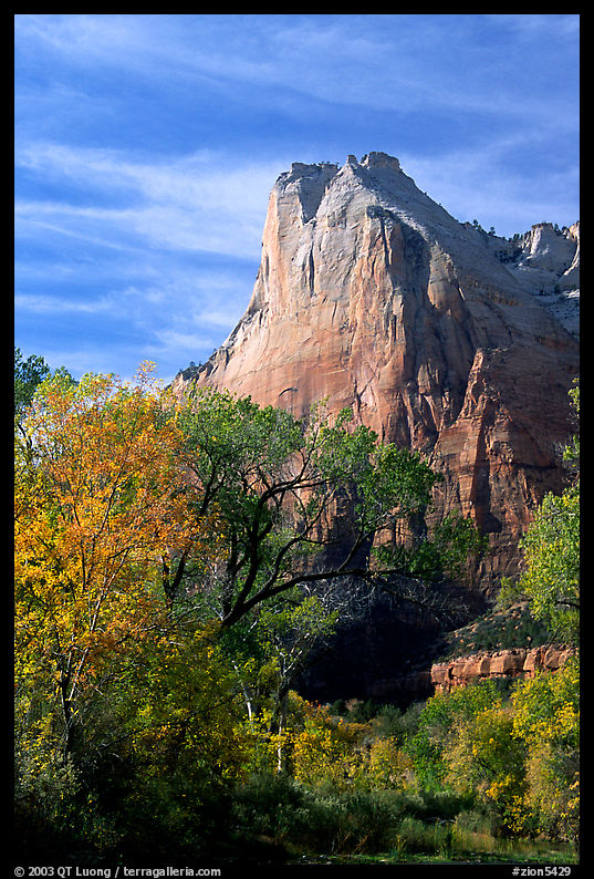 Trees in autumn foliage and Court of the Patriarchs, mid-day. Zion National Park, Utah, USA.