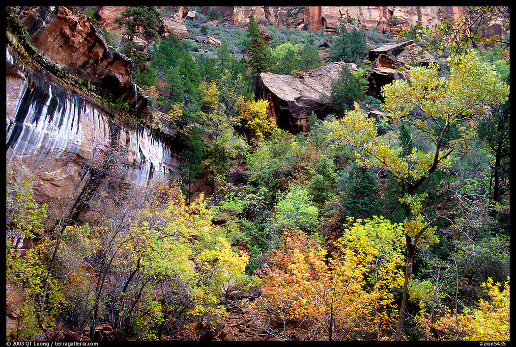 Sandstone cliff, waterfall, and trees in autum colors l. Zion National Park, Utah, USA.