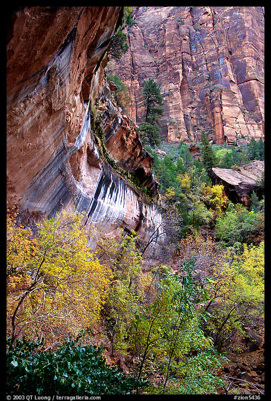 Rock wall and trees in fall colors, near the first Emerald Pool. Zion National Park, Utah, USA.