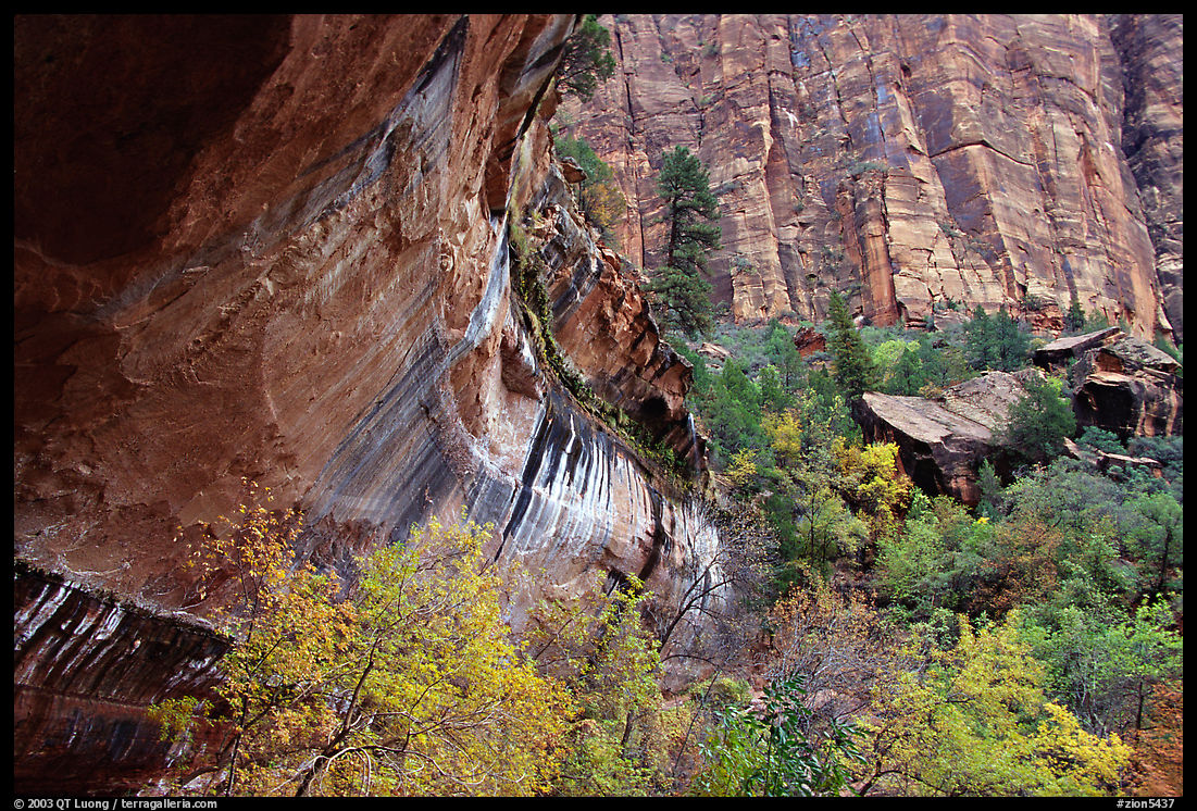 Sandstone cliff and trees in autumn foliage. Zion National Park, Utah, USA.
