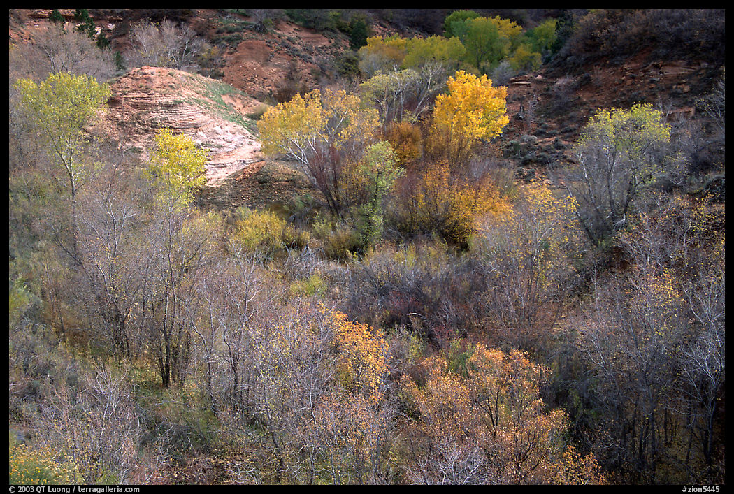 Trees in fall foliage in creek, Finger canyons of the Kolob. Zion National Park, Utah, USA.