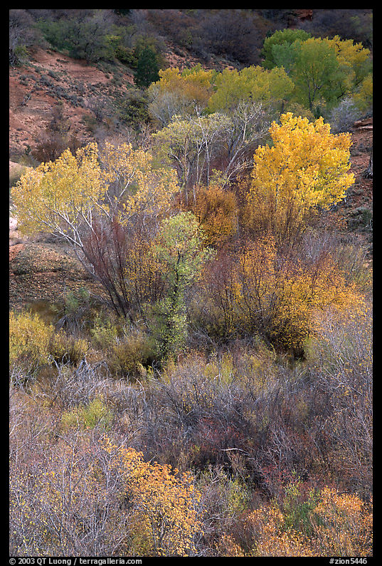 Trees in fall colors in a creek, Finger canyons of the Kolob. Zion National Park, Utah, USA.