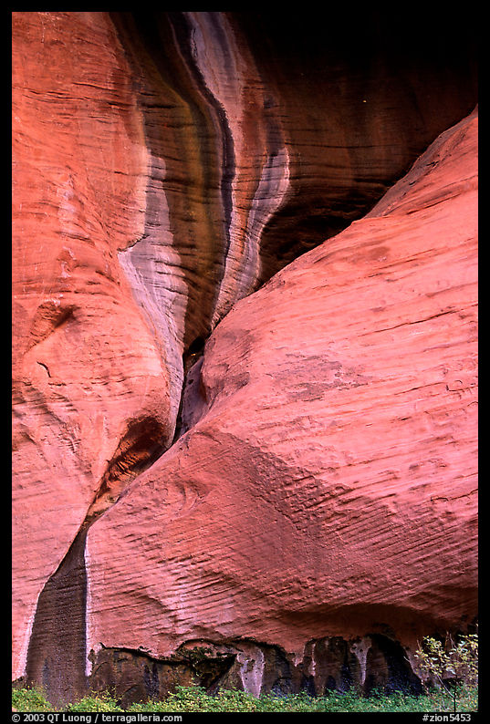 Rock sandstone wall, Double Arch Alcove, Middle Fork of Taylor Creek. Zion National Park, Utah, USA.